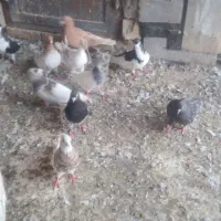 یه دسته رنگی