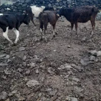 خریدار گوساله و گاو محلی و بومی هستم