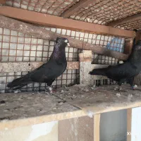 زاغ گره چشم نوک