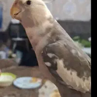 گمشده. مژدگانی یک عروس هلندی دیگه میدیم