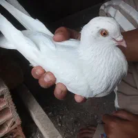 کبوتر|پرنده|آق قلا, |دیوار