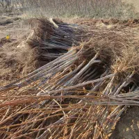 نهال گردو میوه