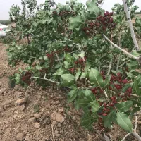 فروش-باغ-پسته