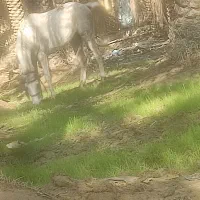 اسب مادیون شادگان