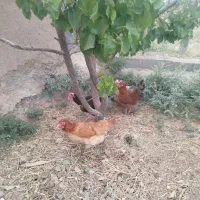 مرغ تخم گذار