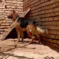 سگ ژرمن|سگ|رفسنجان, |دیوار