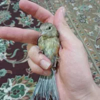 جوجه سهره قناری نر صدرصد ضمانتی ۲۷ روزه