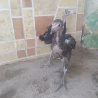 جوجه اوشامو