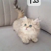 گربه بریتیش