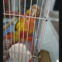 طوطی گرینچیک