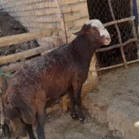 قوچ درجه یک افشار
