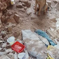 سگ فروشی