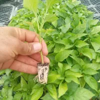 نشا|خدمات باغبانی و درختکاری|دهاقان, |دیوار
