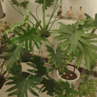 گل برگ انجیری