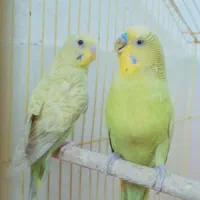 مرغ عشق نر با جوجه اش