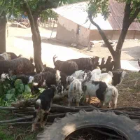 این بزها بفروش می‌رسند