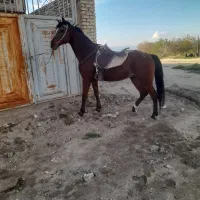 مادیان عرب