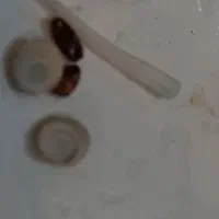 سنگ محبت رزق