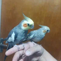 فروش دو عروس هلندی