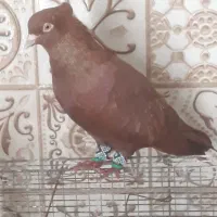 گمشده کبوتر
