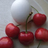 گیلاس مخصوص صادرات