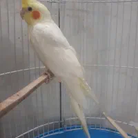عروس هلندی نر سالم و مست و چشم شرابی