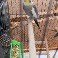 عروس هلندی سخنگو