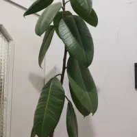گل برگ پهن