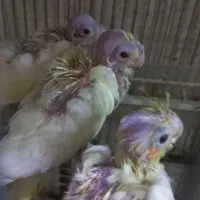عروس سرلاکی
