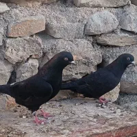 کبوتر