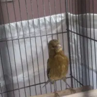 قناری نر