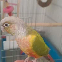 گرینچیک کاملا رام سخنگو باقفس