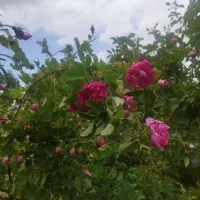زمین-مسکونی-با-متراژ-و-امنیت-بالا