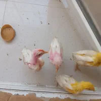 فروش جوجه