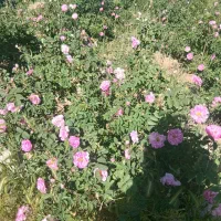 گلاب  خالص واعلا گل محمدی