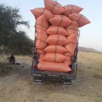 کاه گندم