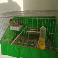 یک جفت قناری خارجی آماده