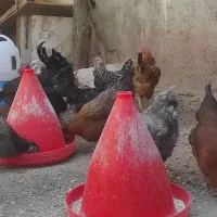 پرنده مرغ خروس