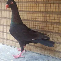 کبوتر  ماده دنش