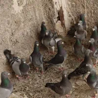 پلاکی