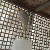 فروش مرغ عشق رینبو