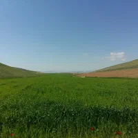 فروش-زمین-کشاورزی-دیم