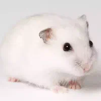 همستر ماده