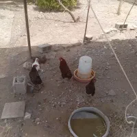 مرغ وخروس