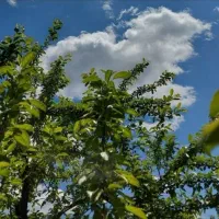 جویای کار نگهبانی هستم