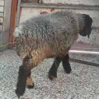 بره پروار چاق