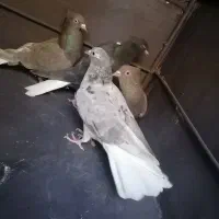 ۲جفت کفتر دم سفید خوب