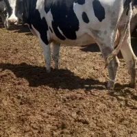 یک راس گاوصنعتی اول شکم هلشتاین بدون گوساله