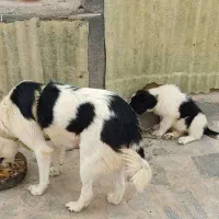 سگ ماده نگهبان نژاددار (قدرجونی،قهدریجانی)