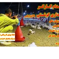 کارگر مرغداری( پرورش جوجه گوشتی )
